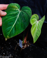 Philodendron gloriosum