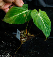 Philodendron gloriosum