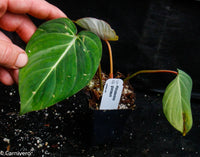 Philodendron gloriosum