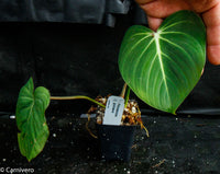 Philodendron gloriosum