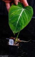Philodendron gloriosum
