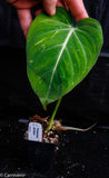 Philodendron gloriosum