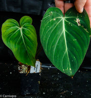 Philodendron gloriosum