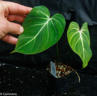Philodendron gloriosum