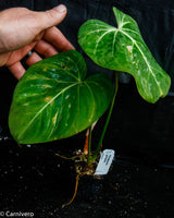 Philodendron gloriosum