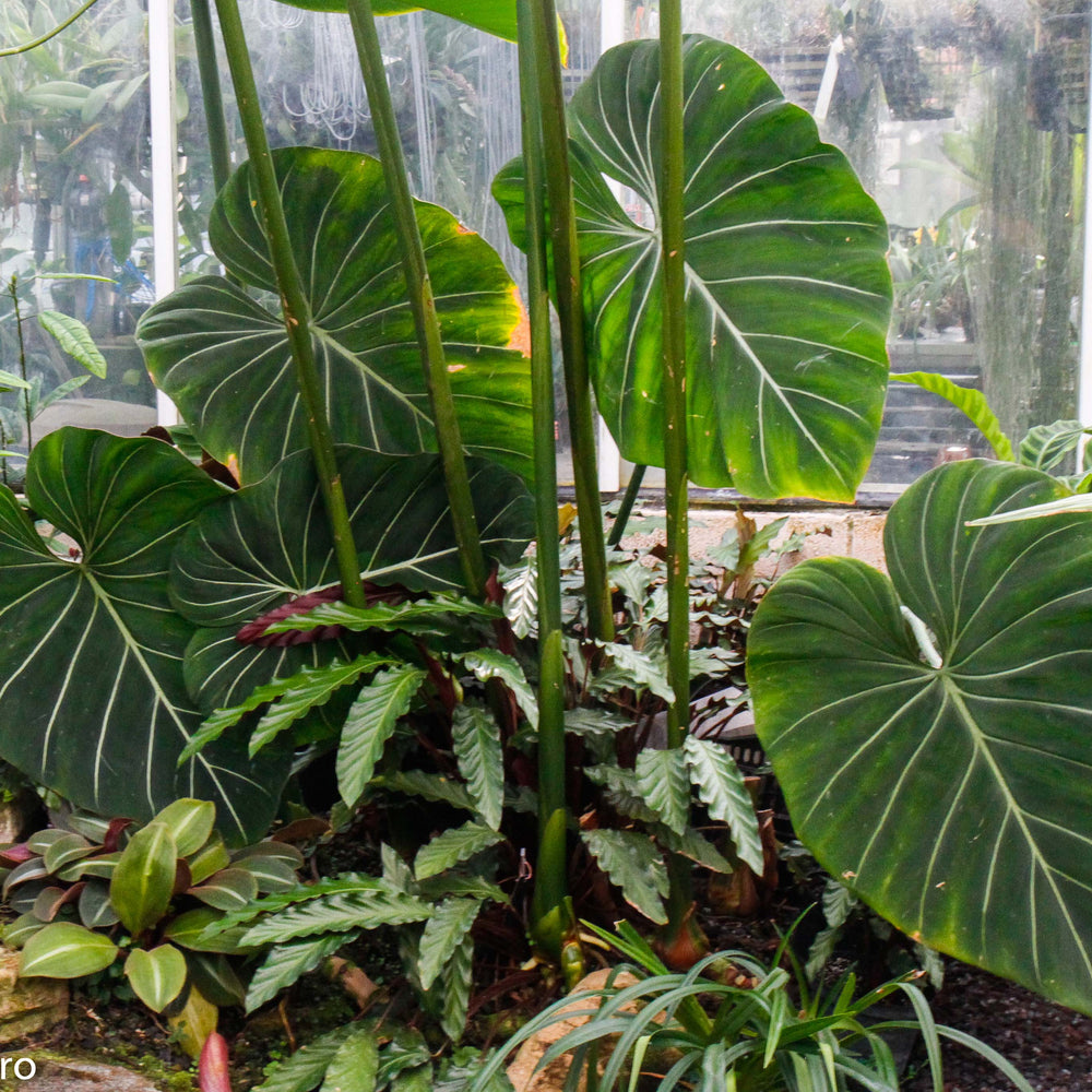 
                      
                        Philodendron gloriosum
                      
                    