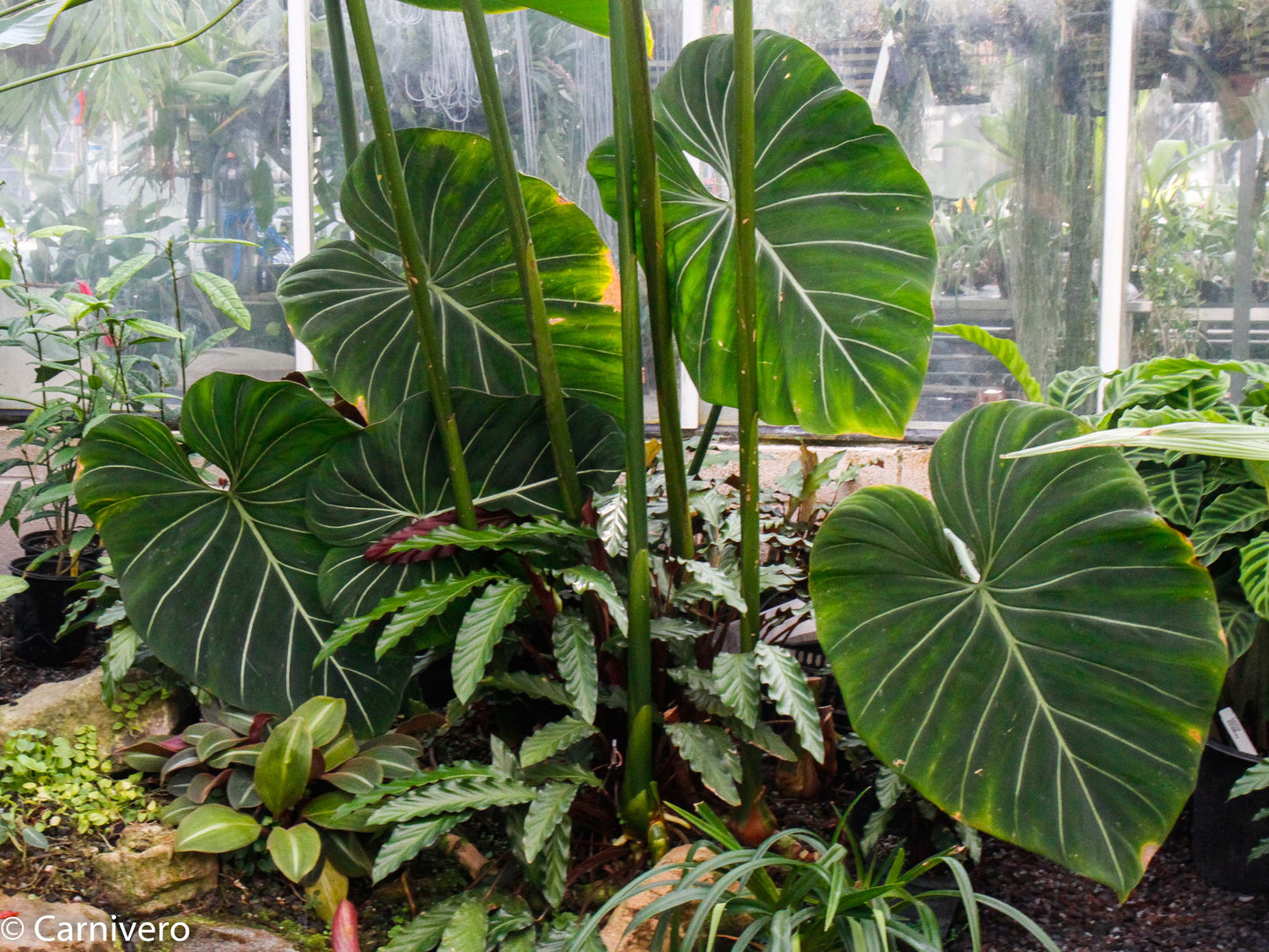 philodendron gloriosum verde vs gloriosum Philodendron gloriosum – Carnivero