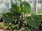 Philodendron gloriosum