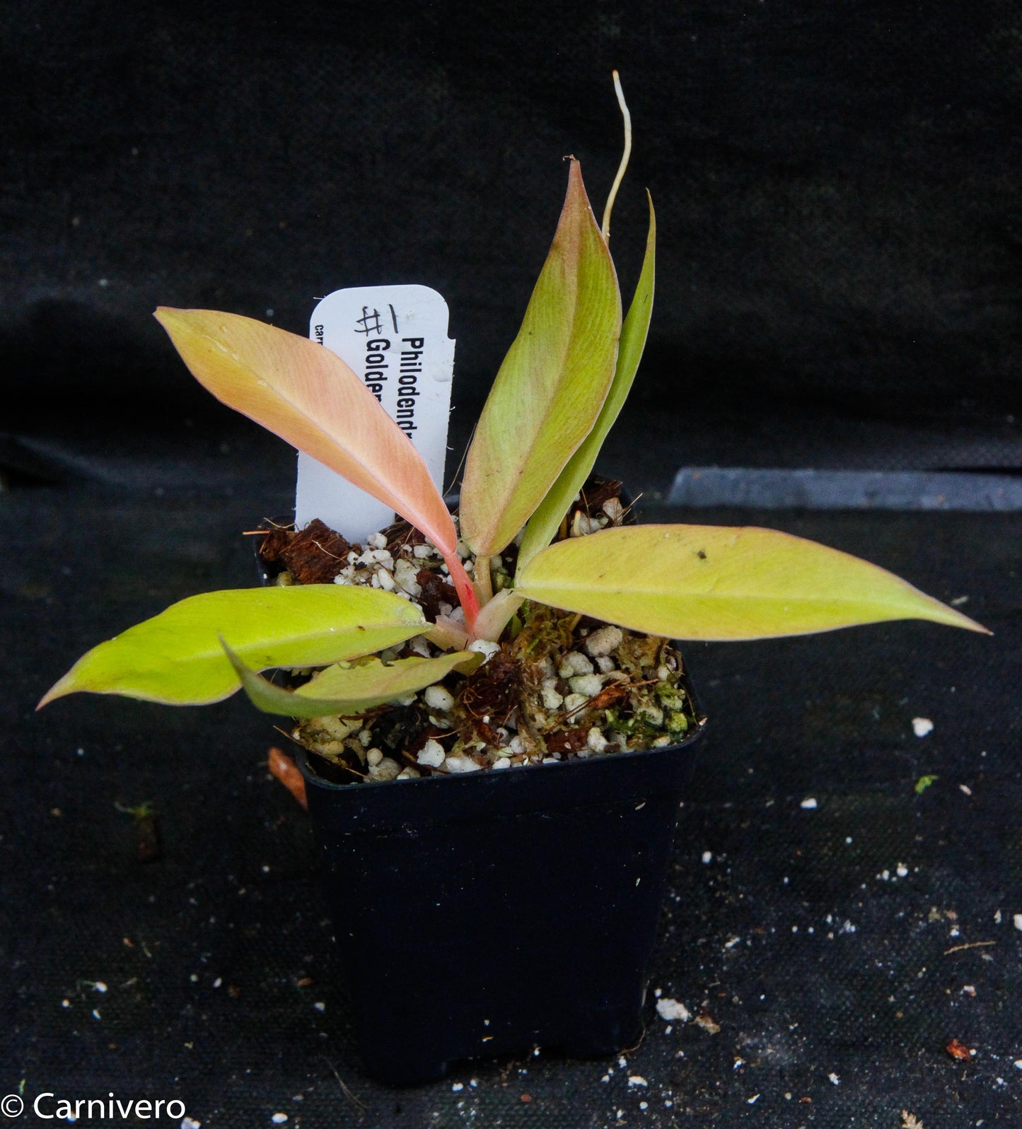 philodendron gordon's gold Philodendron Golden Saw – Carnivero