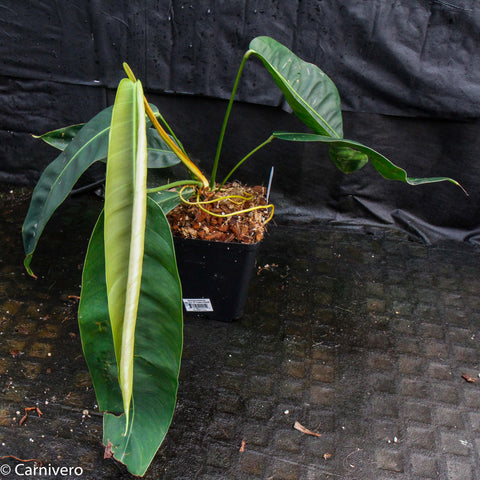 Philodendron heterocraspedon in black pot with large arching leaves and pale midrib