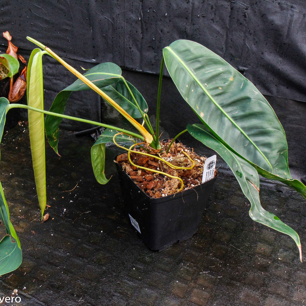 
                      
                        Philodendron heterocraspedon
                      
                    