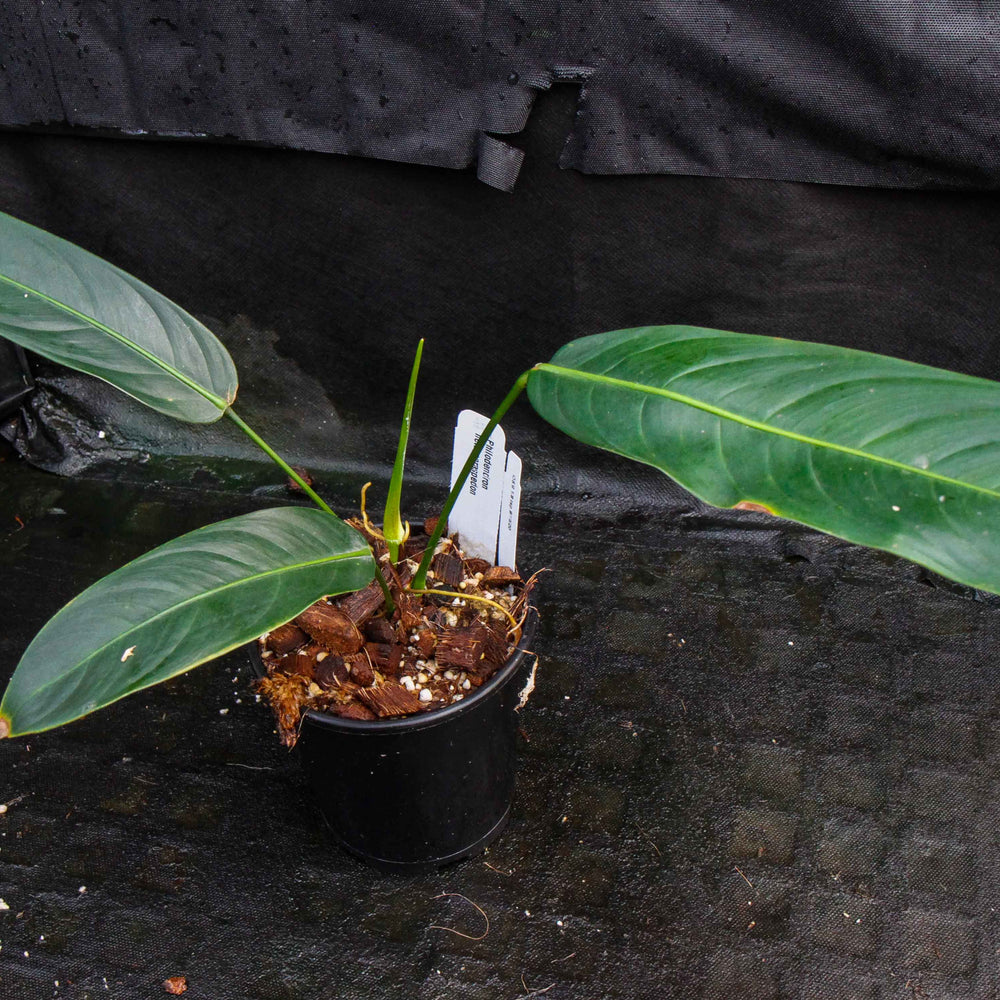 
                      
                        Philodendron heterocraspedon
                      
                    