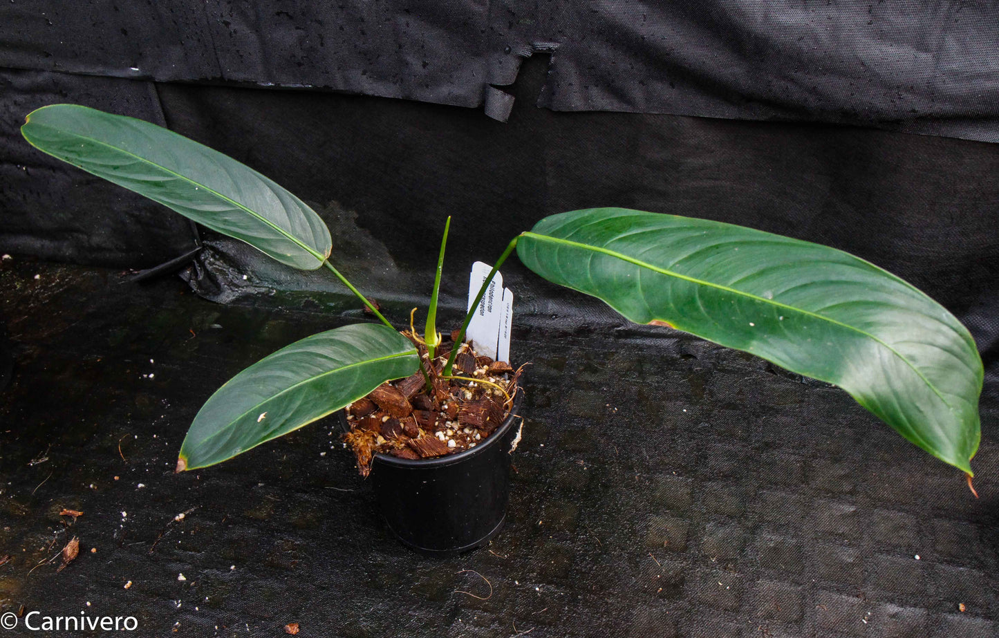 philodendron heterocraspedum Philodendron heterocraspedon – Carnivero