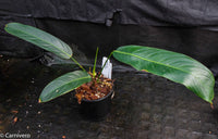 Philodendron heterocraspedon