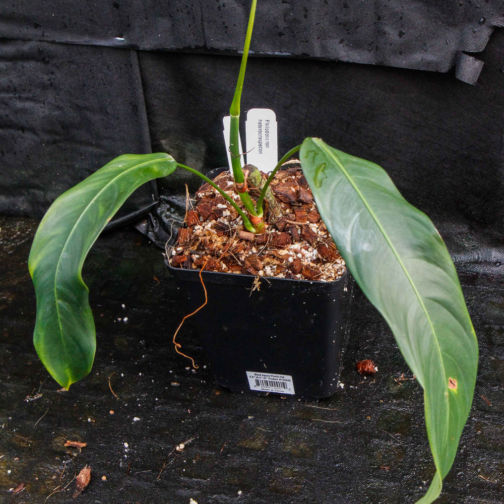 philodendron heterocraspedon x scherberichii Philodendron heterocraspedon – Carnivero