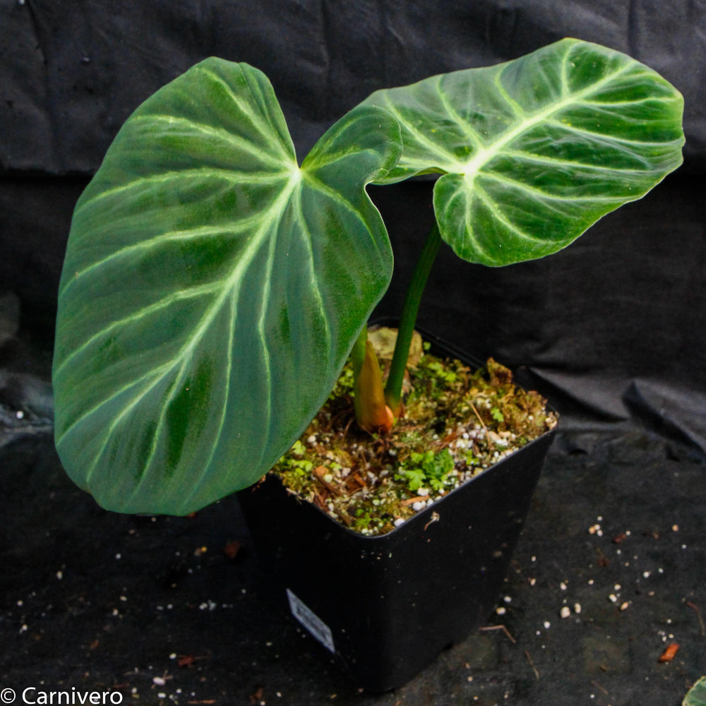 
                      
                        Philodendron luxurians
                      
                    