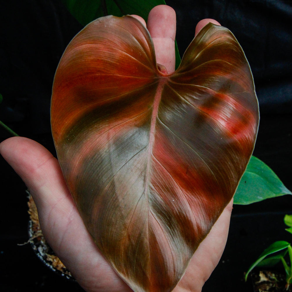 
                      
                        Philodendron lynamii
                      
                    
