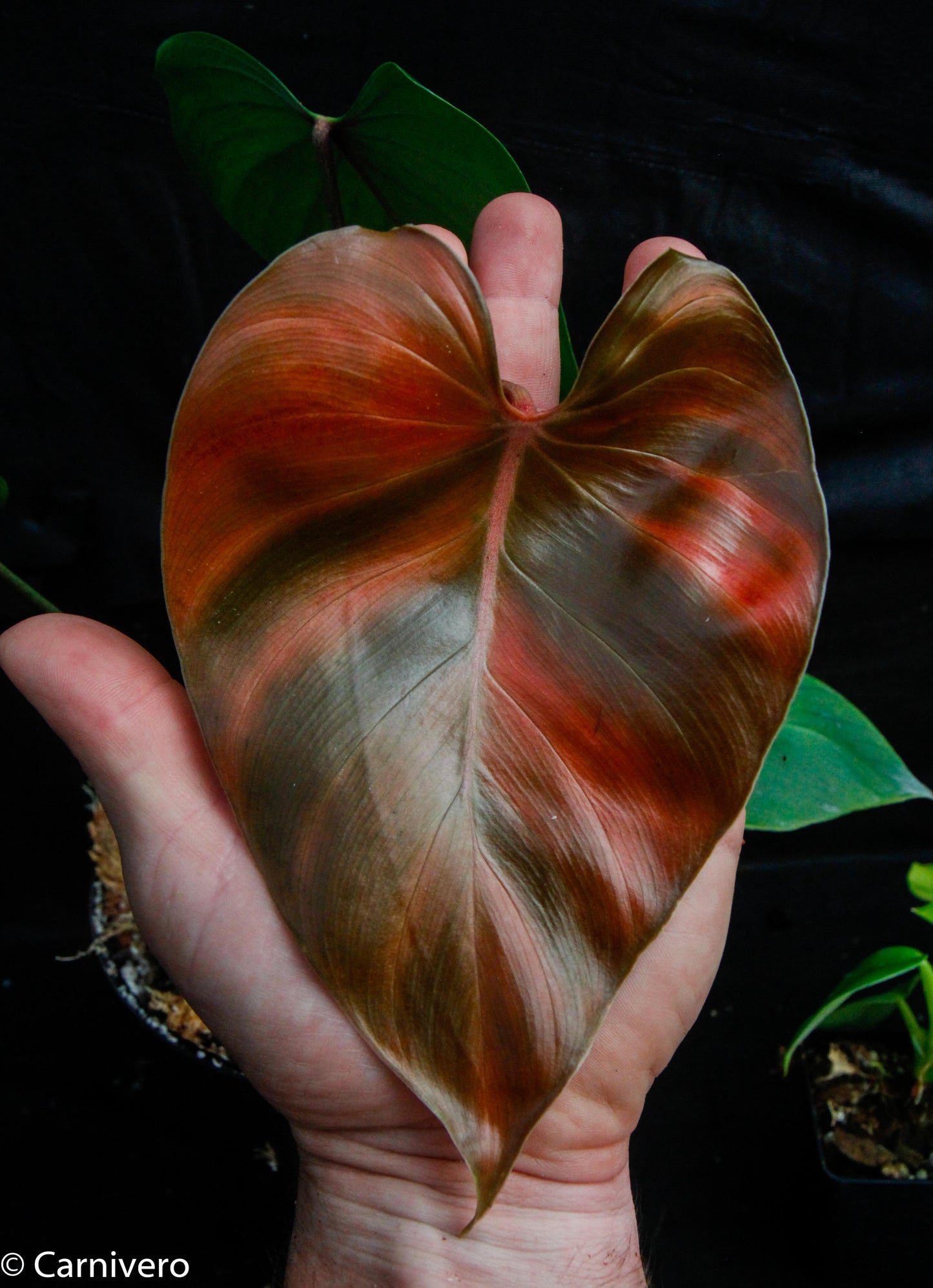 anthurium lynamii Philodendron lynamii – Carnivero