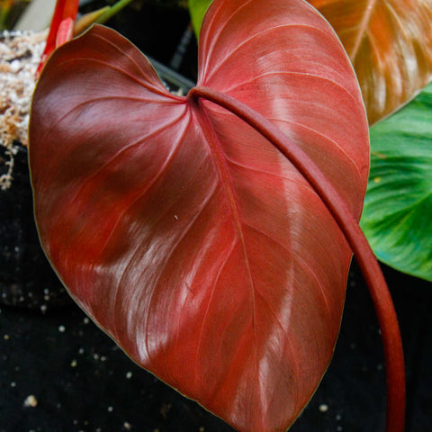 Red heart shaped Philodendron lynamii leaf with glossy surface and curved petiole