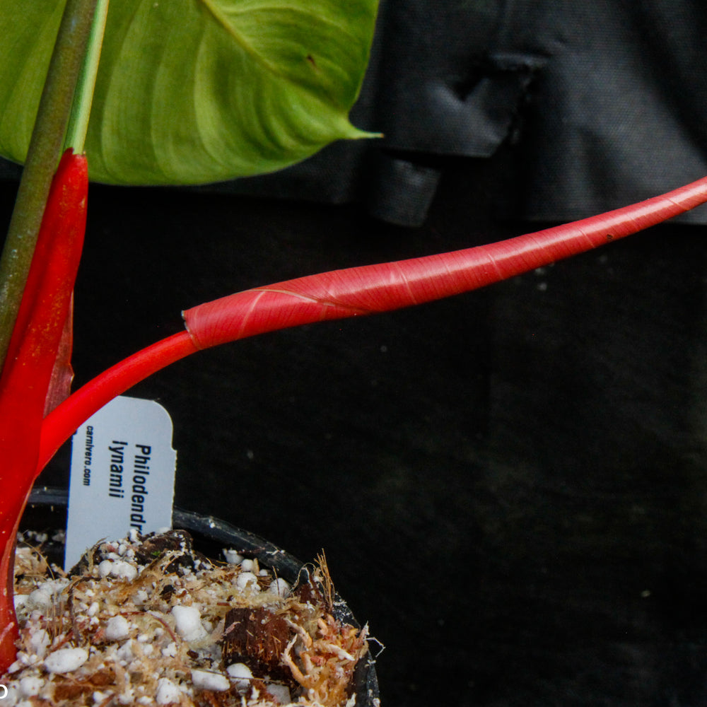 
                      
                        Philodendron lynamii
                      
                    