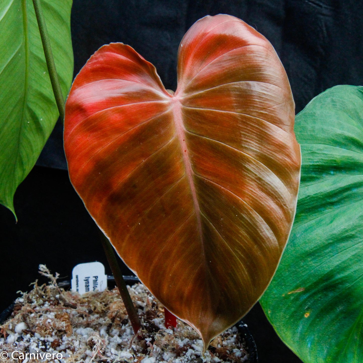 lynamii philodendron Philodendron lynamii – Carnivero