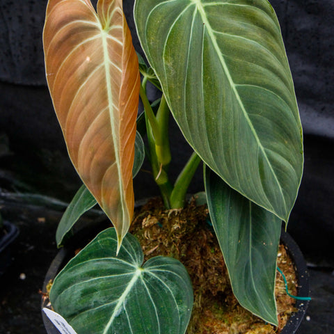 Philodendron melanochrysum in a pot with a large green leaf and a brown aging leaf against a dark background