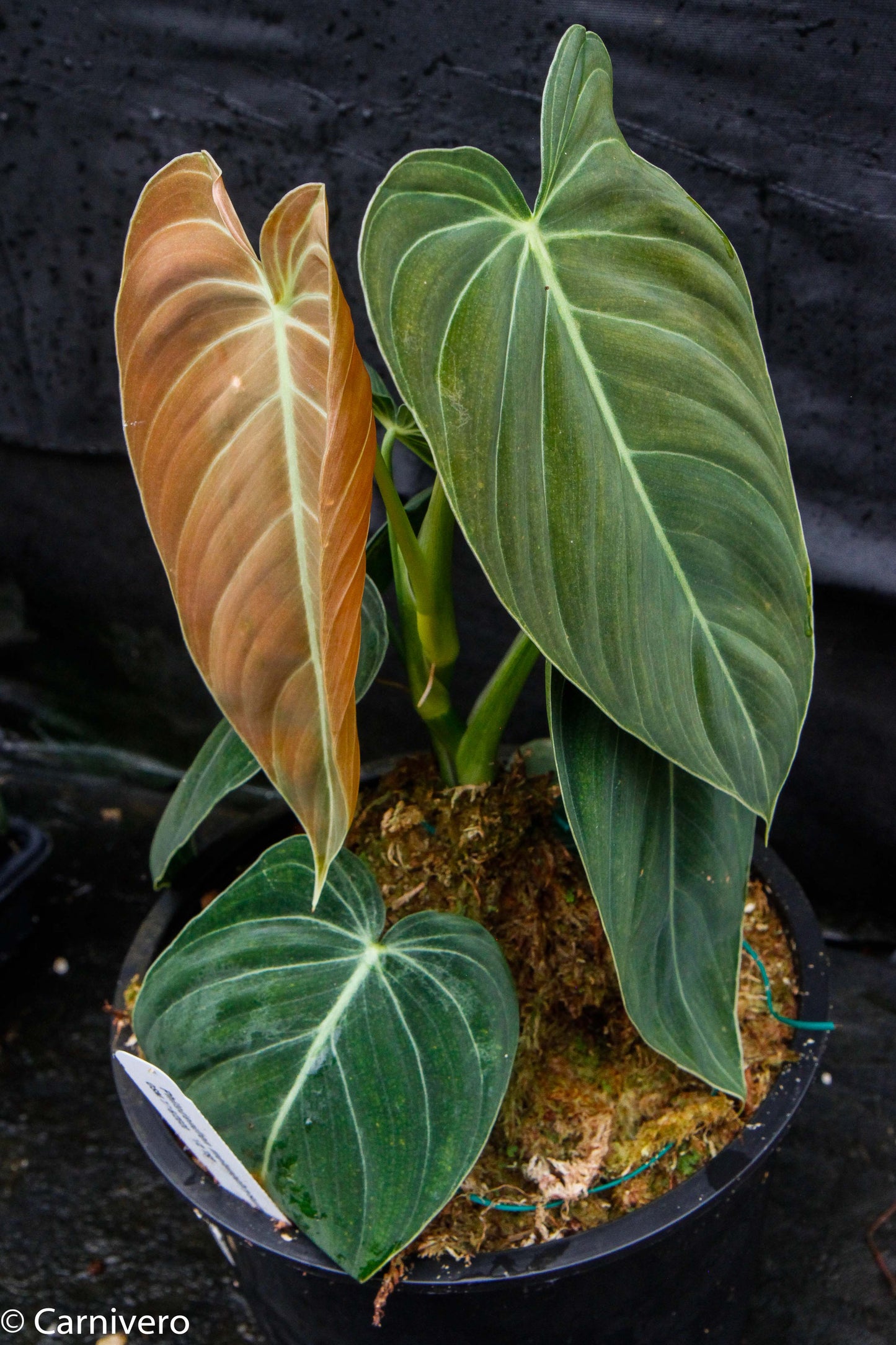 philodendron melanochrysum for sale Philodendron melanochrysum – Carnivero