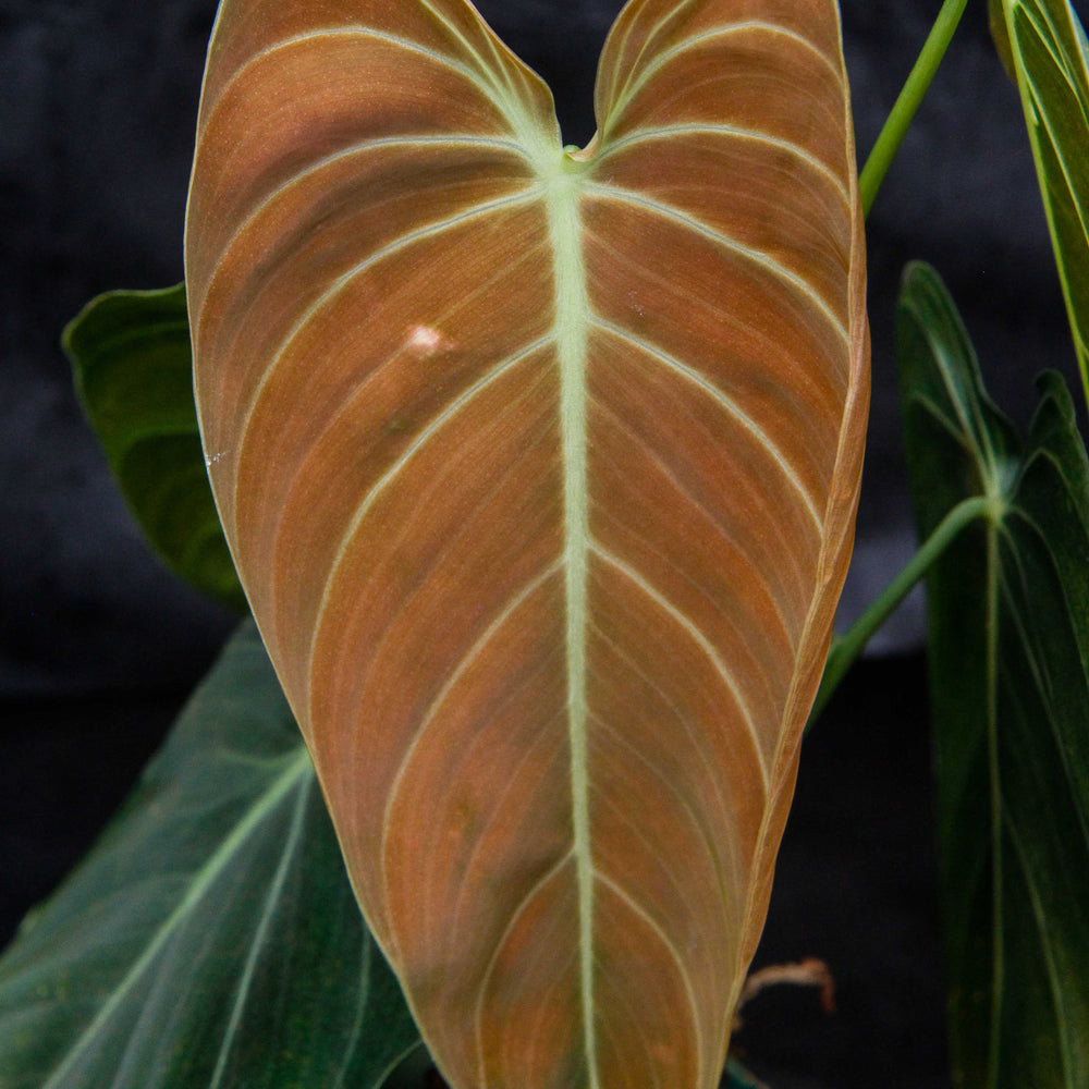 Philodendron melanochrysum