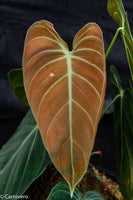 Philodendron melanochrysum