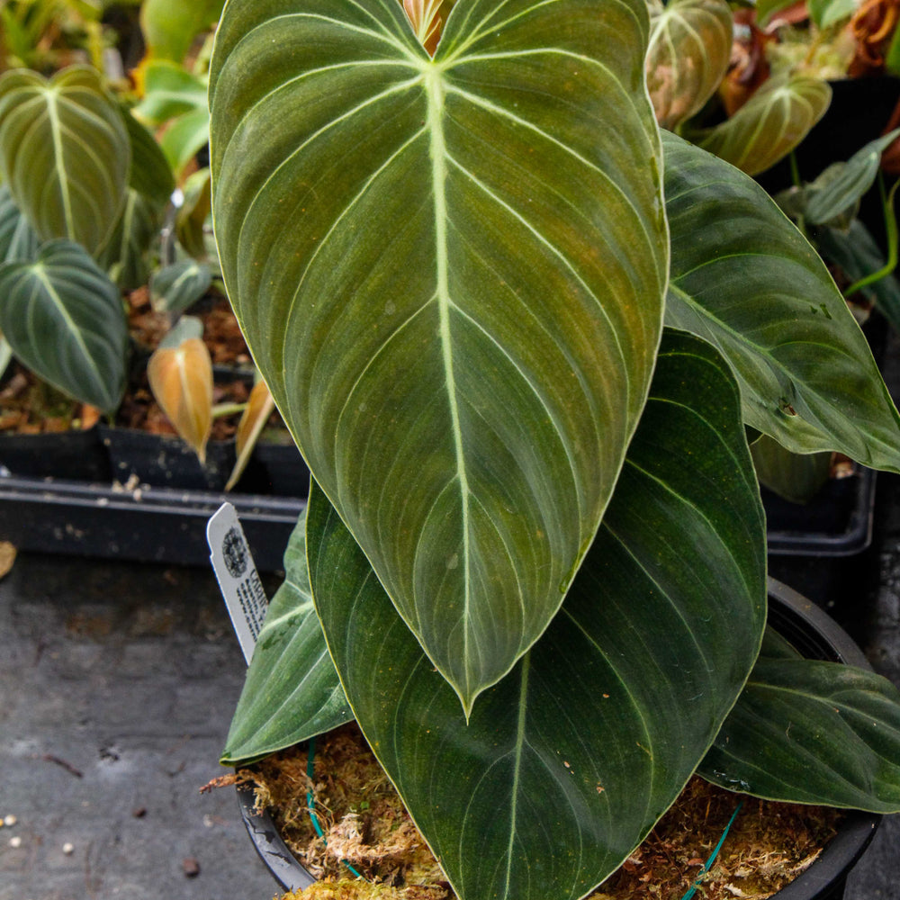 
                      
                        Philodendron melanochrysum
                      
                    