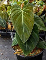 Philodendron melanochrysum