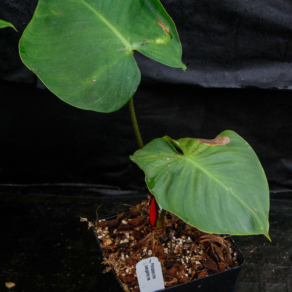
                      
                        Philodendron nangaritense
                      
                    