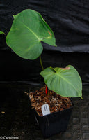 Philodendron nangaritense