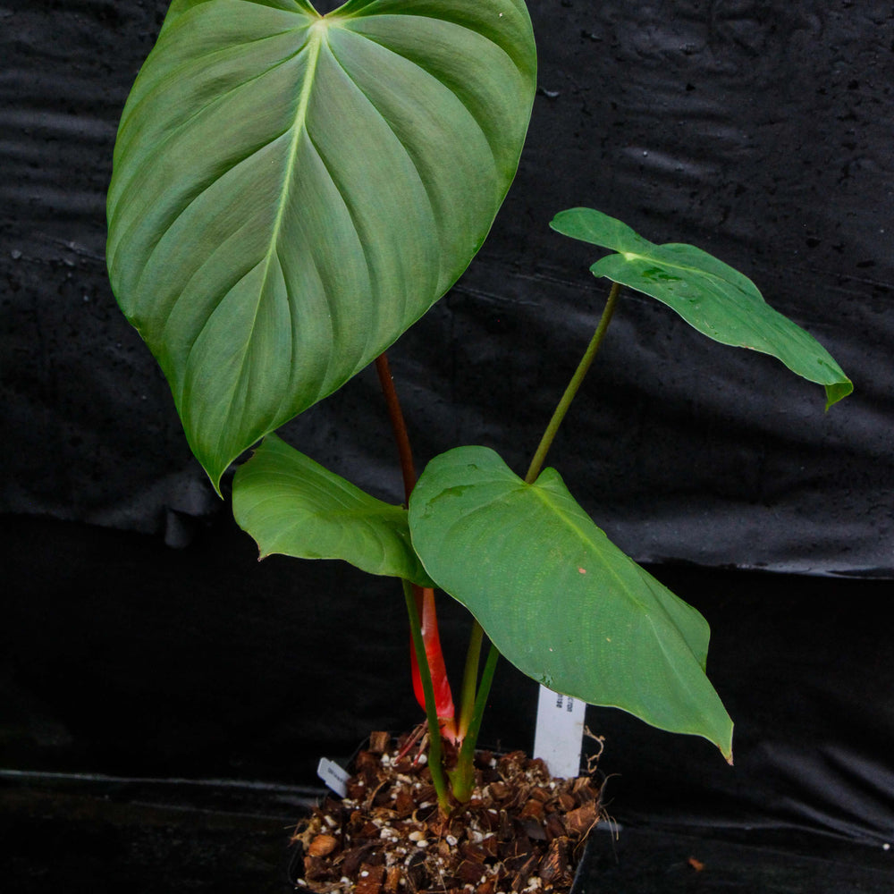 
                      
                        Philodendron nangaritense
                      
                    