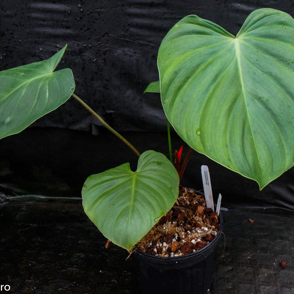 
                      
                        Philodendron nangaritense
                      
                    