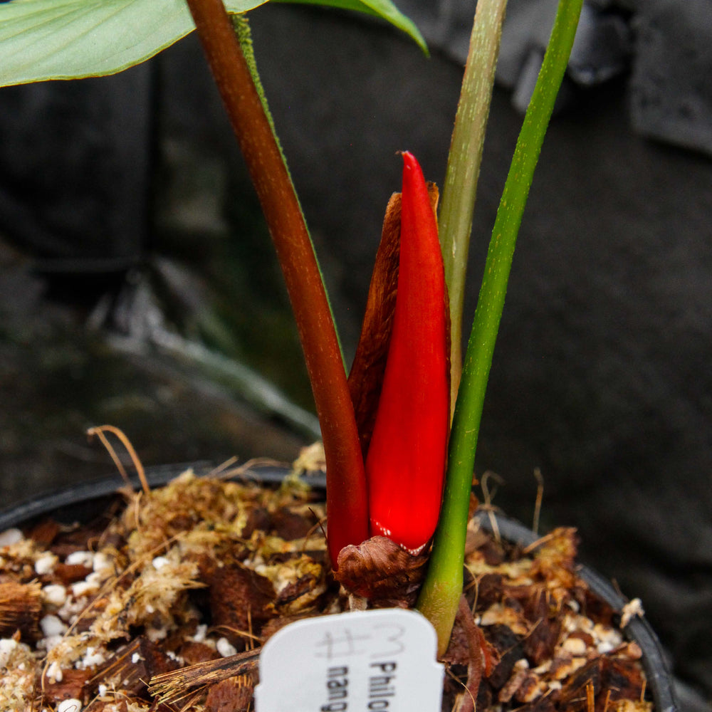 
                      
                        Philodendron nangaritense
                      
                    