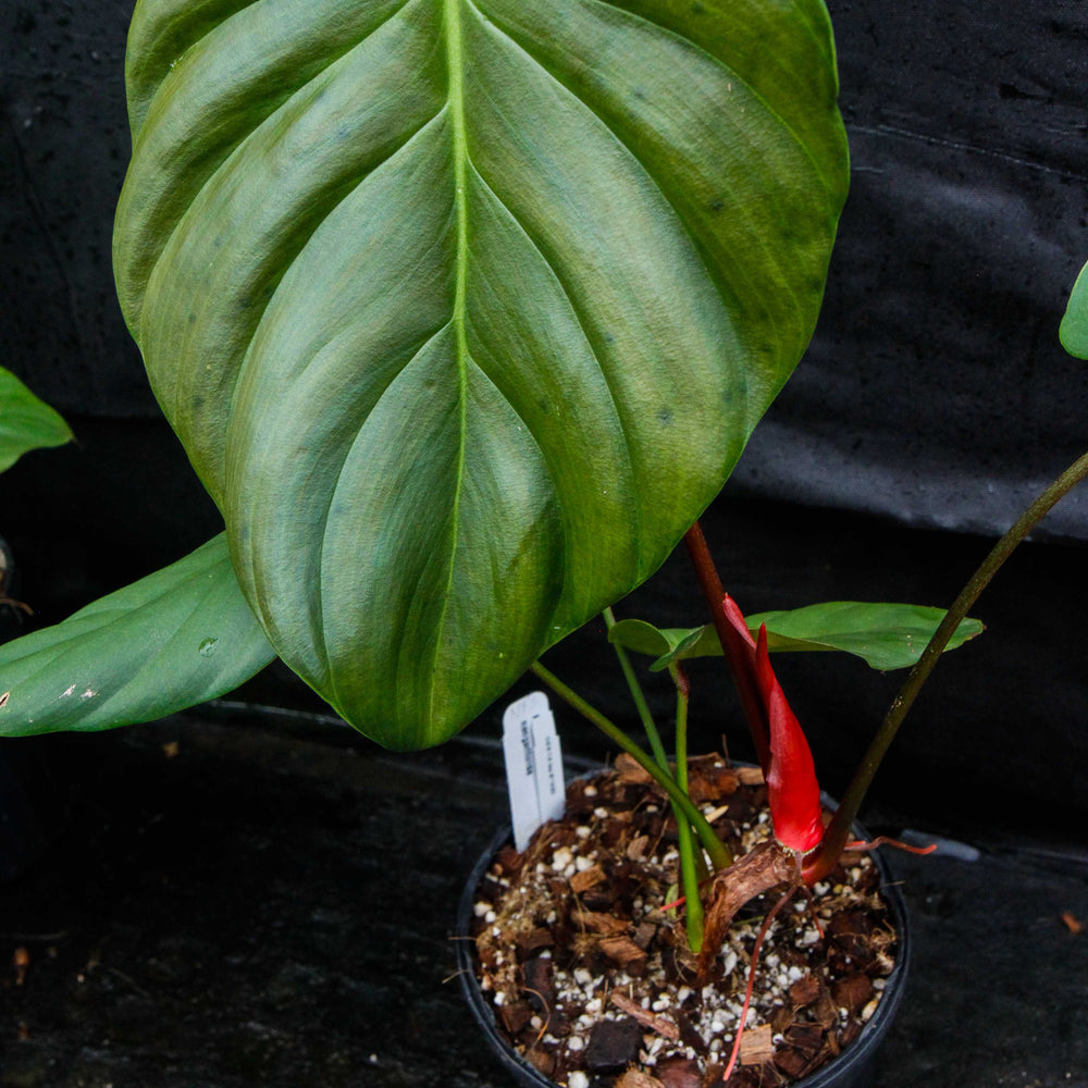 
                      
                        Philodendron nangaritense
                      
                    
