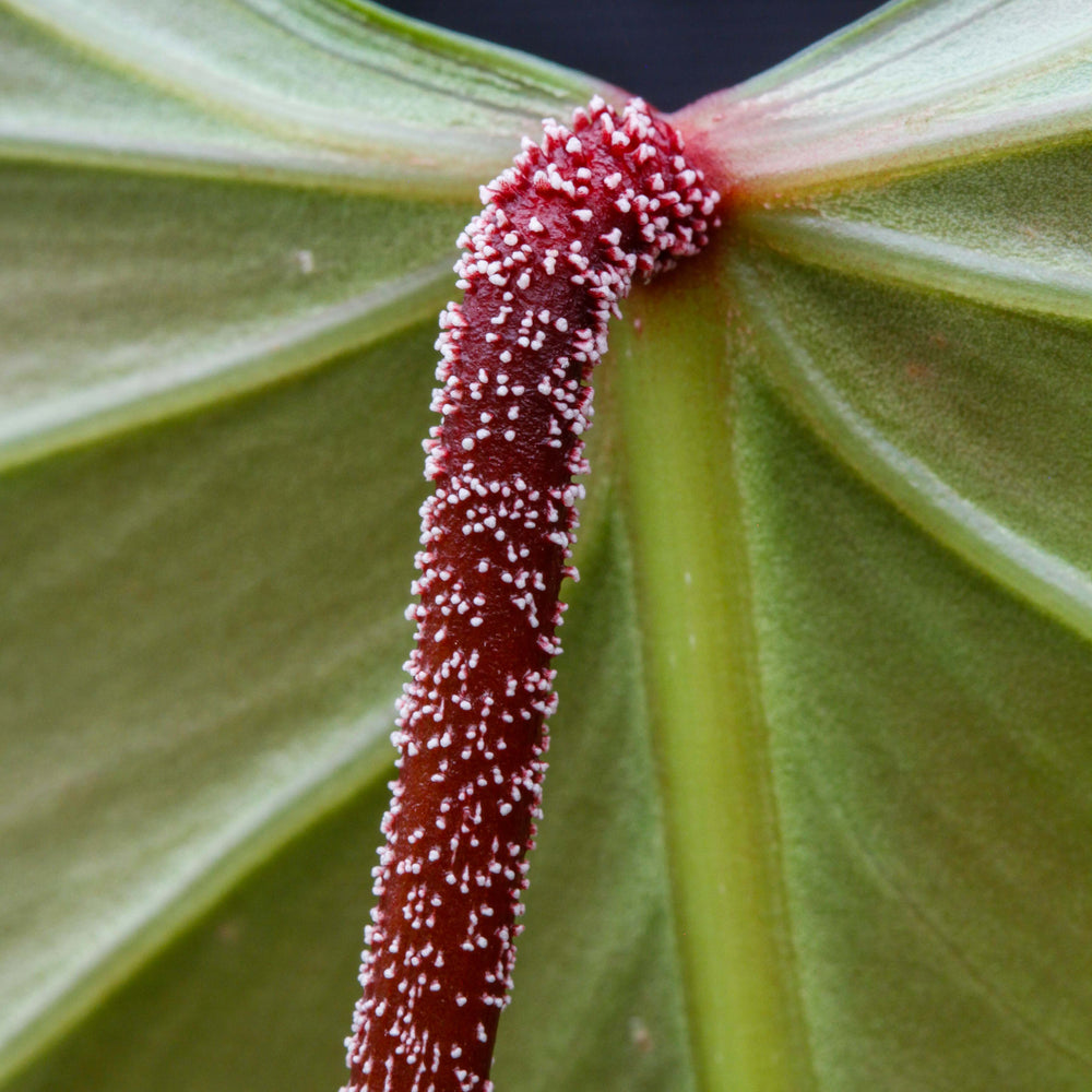 
                      
                        Philodendron nangaritense
                      
                    