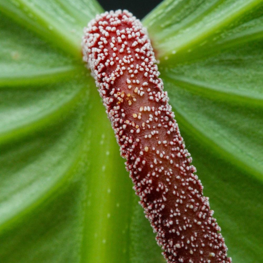 
                      
                        Philodendron nangaritense
                      
                    
