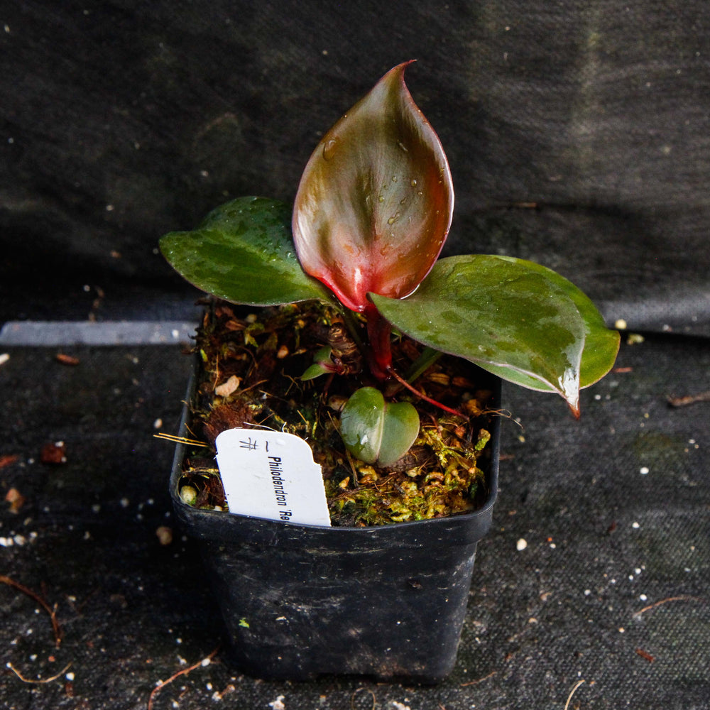 
                      
                        Philodendron Red Heart
                      
                    