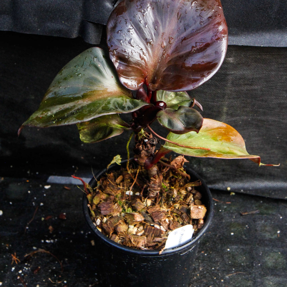 
                      
                        Philodendron Red Heart
                      
                    
