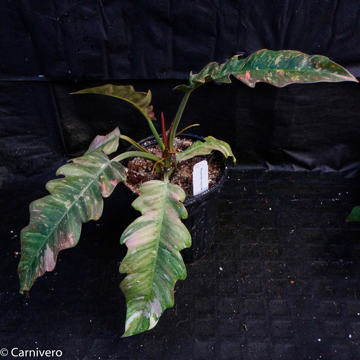 ring of fire philodendron seeds Philodendron 'Ring Of Fire' – Carnivero