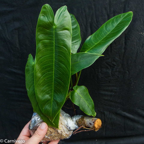 Philodendron sharoniae with large glossy green leaves held by hand against a black background