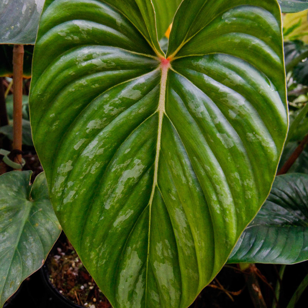 Philodendron sodiroi aff