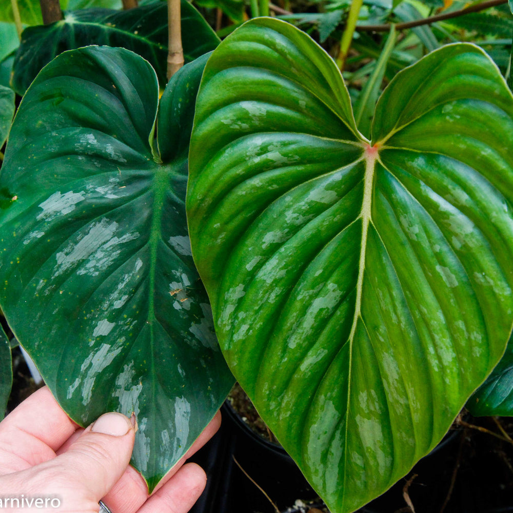 
                      
                        Philodendron sodiroi aff
                      
                    