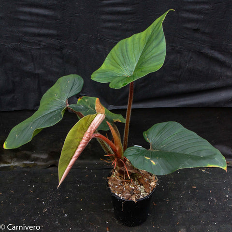 Philodendron squamicaule with multiple large green leaves on brown hairy stems in a small pot