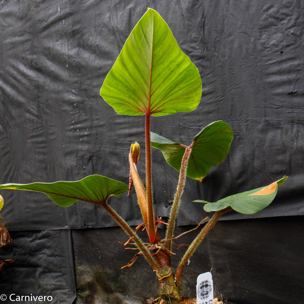 
                      
                        Philodendron squamicaule
                      
                    