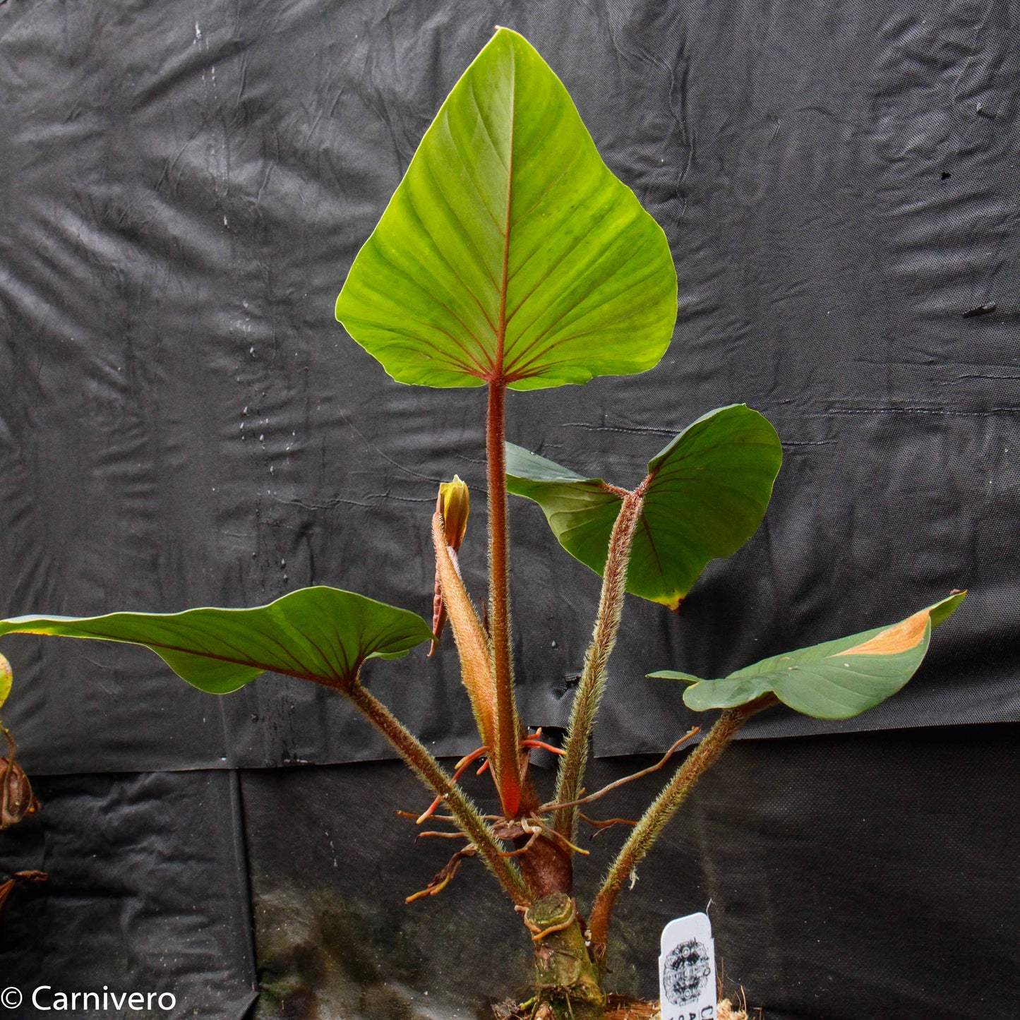 philodendron serpens vs squamicaule Philodendron squamicaule – Carnivero