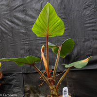 Philodendron squamicaule