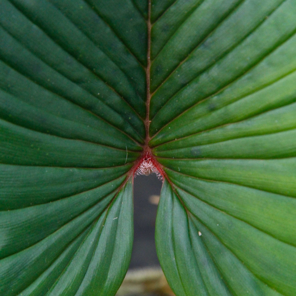 
                      
                        Philodendron squamicaule
                      
                    